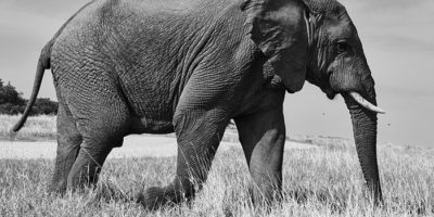 Berkah Rawi Muwaththa' yang Tidak Mau Melihat Gajah