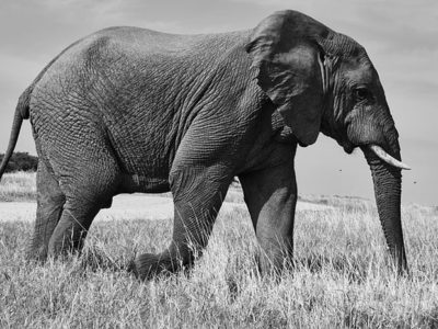 Berkah Rawi Muwaththa' yang Tidak Mau Melihat Gajah