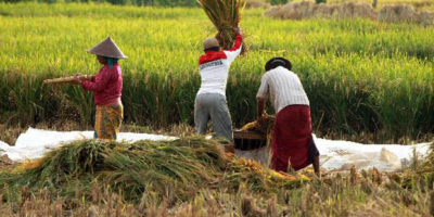 teknologi dan buruh tani