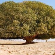 Pohon Nabi Muhammad