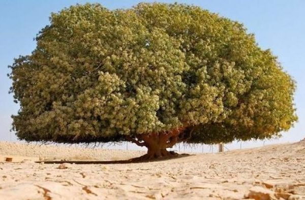 Pohon Nabi Muhammad