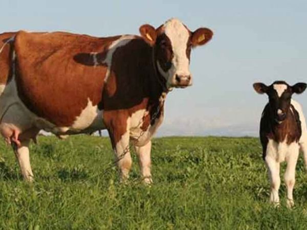 Mengganti Sapi dengan Tujuh Kambing dalam Nadzar Qurban