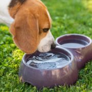 Argumentasi para Mazhab Terhadap Hadits Anjing yang Minum di Wadah yang Terdapat Air Suci