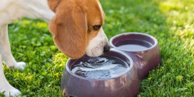 Argumentasi para Mazhab Terhadap Hadits Anjing yang Minum di Wadah yang Terdapat Air Suci