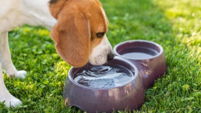Argumentasi para Mazhab Terhadap Hadits Anjing yang Minum di Wadah yang Terdapat Air Suci